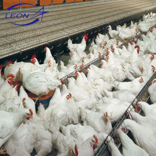 Breeder Chicken Farm Equipment Breeder Chicken Farm Equipment