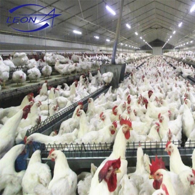 Breeder Chicken Farm Equipment Breeder Chicken Farm Equipment