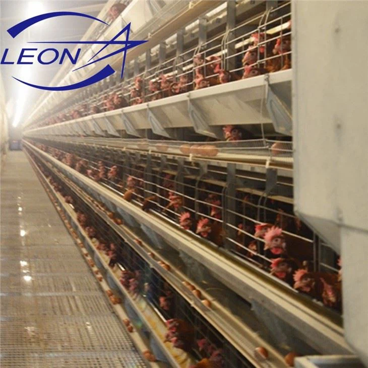 Sturdy H-Type Layer Cage