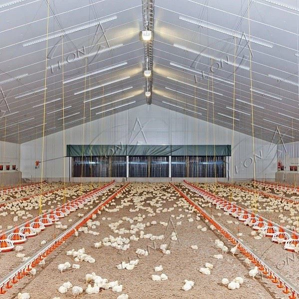 Poultry Equipment For Chicken House