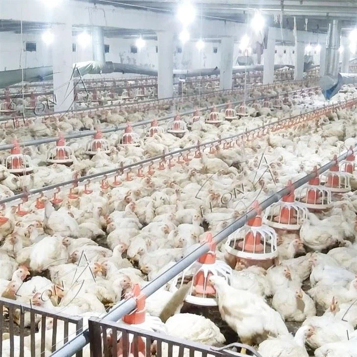 Broiler Chicken Raising System Broiler Chicken Raising System