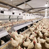 Oprema za uzgoj peradi