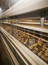 Potpuno automatska kavezna farma peradi za brojlere