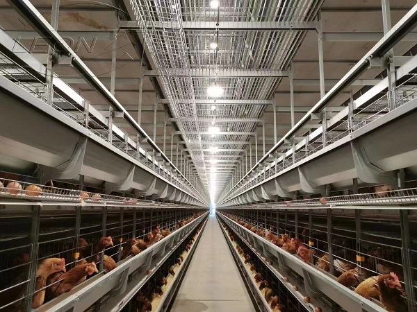 Layer Cage Poultry Equipment